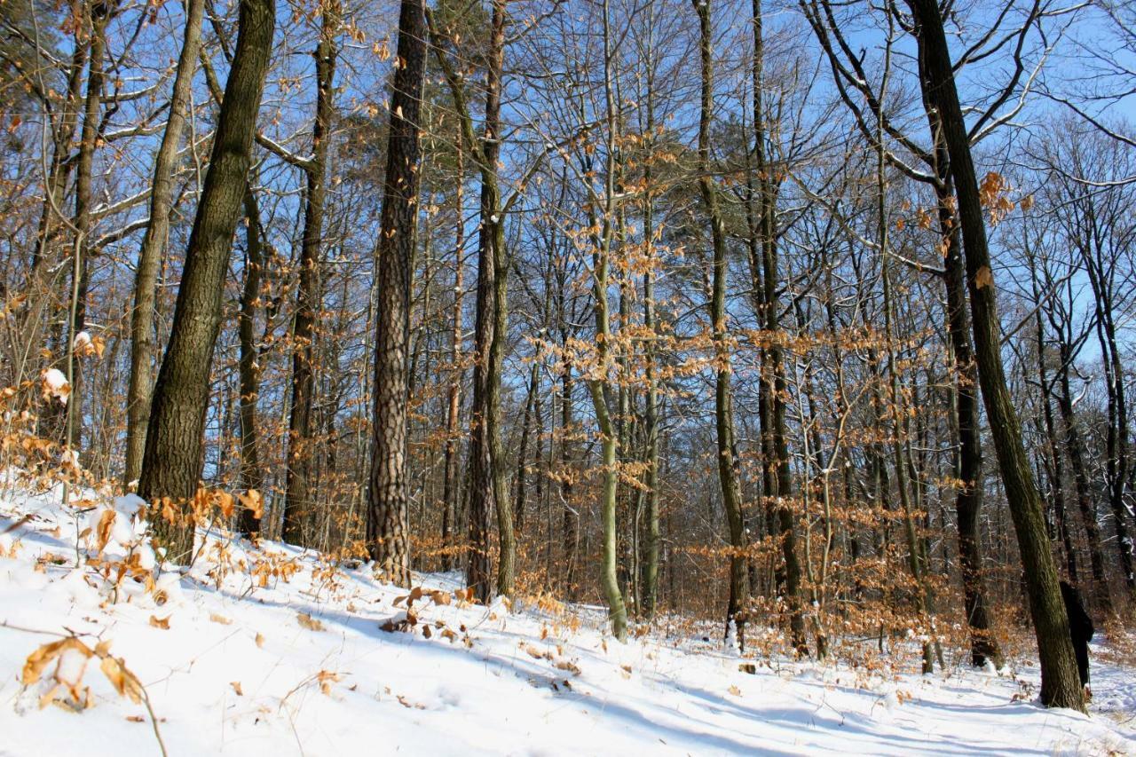 Ferienwohnung Natur Und Kunst Dresda Esterno foto