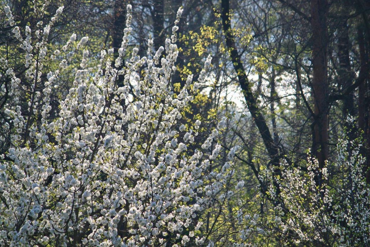 Ferienwohnung Natur Und Kunst Dresda Esterno foto