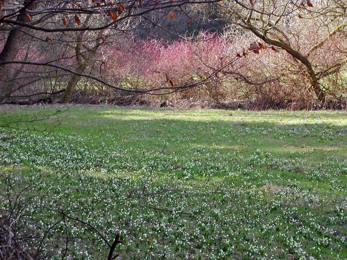 Ferienwohnung Natur Und Kunst Dresda Esterno foto