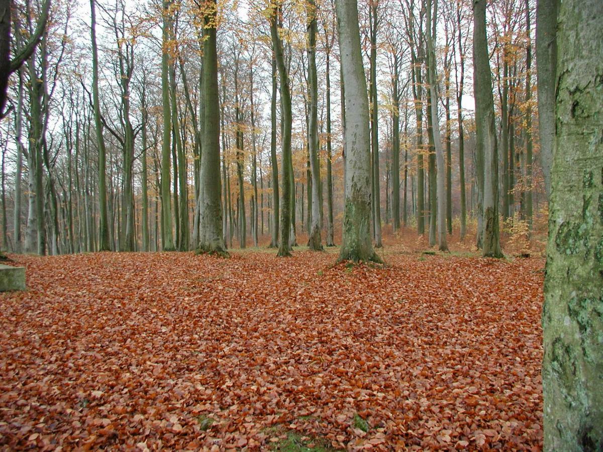 Ferienwohnung Natur Und Kunst Dresda Esterno foto